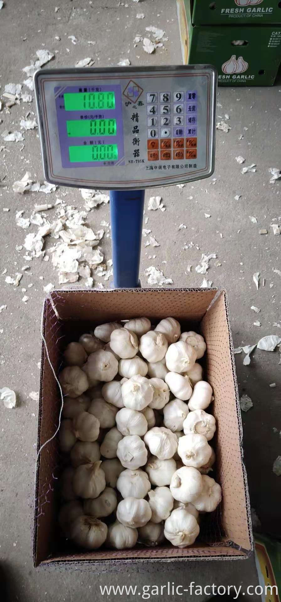 GARLIC TOP QUALITY WHOLESALE GARLIC